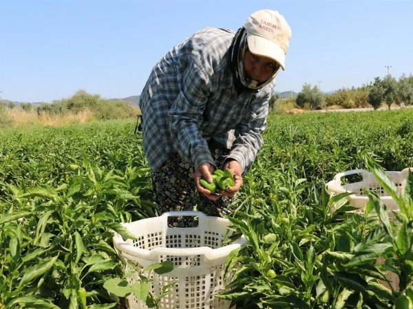 130 Yıllık Ata Tohumunda Dev Hasat! İtalyanlar Sos Yapmak İçin Peşine Düştü